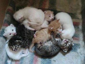 Uyanık Kedi, Yavrularını Annesine Verip Kendisi Bahçede Dolaşıyor