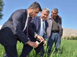Süne İle Mücadele İçin Tarlalara 130 Bin "Arıcık" Salındı