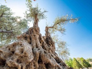 Fuar İ̇zmir’de Zeytinyağı Müzayedesi