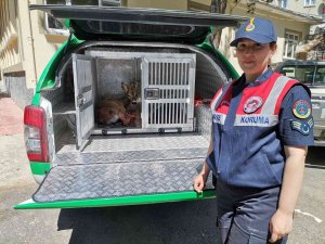 Jandarma Ekiplerinin Bulduğu Yaralı Karaca Tedavi Altına Alındı