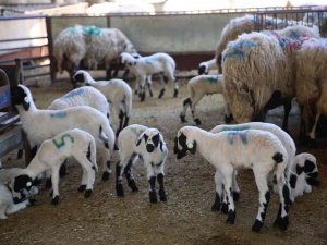 Sakız Koyunu Çiftliği’nde Doğumlar Başladı