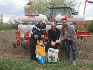 Yozgat’ta 5 Çeşit Kuru Ve Yeşil Fasulye Deneme Ekimi Yapıldı