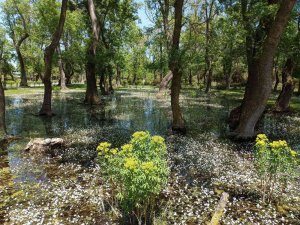 ’Dünya Miras Değil Emanet’
