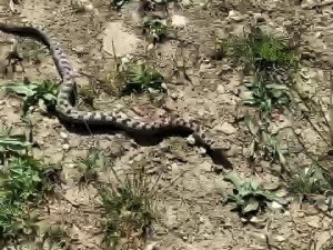 Kampta Yürüyüşe Çıkan İki Arkadaş Kafkas Burunlu Engereği Görüntüledi