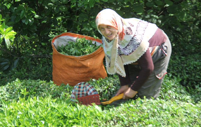 Çay Alımına Seçim Ayarı