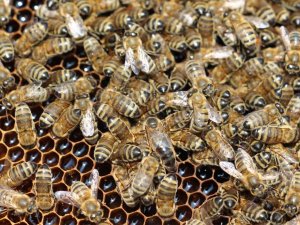 Tab Başkanı Şahin’den ’Varroa Mücadelesi’ Açıklaması