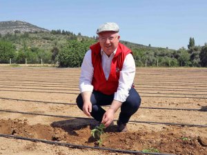 Menteşe’de 25 Bin Yerli Fidan Toprakla Buluştu