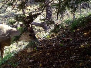 Kırıkkale’de Yaban Hayatı Fotokapanla Görüntülendi