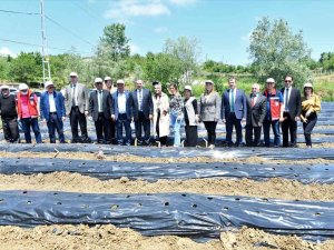 Samsun’da 500 Bin Çilek Fidesi, 11 Bin 880 Aronya Fidanı Dağıtıldı