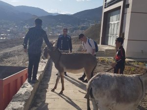 Hakkari’de Sahipsiz Eşekler Şehir Dışına Çıkartıldı