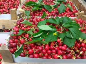 Bursa’da Kiraz Hasadı Başladı