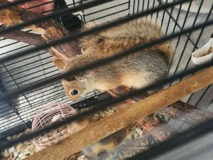 Ci̇mer İhbarı Üzerine Kafeste Beslenen 2 Sincap Bulundu