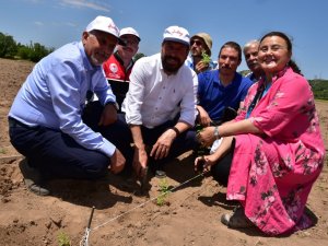 200 Yıl Sonra Sındırgı’da Kök Boya Bahçesi Kuruldu