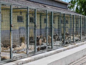 Can Dostlar İçin Türkiye’nin En Kapsamlı Kısırlaştırma Seferberliğini Başlattı