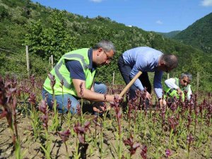 Ordu’da Salep Hasadı Başladı
