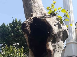 Pendik’te Şaşırtan Görüntü: Arılar Ağaç Kovuğuna Yuva Yaptı