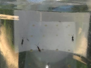 Terminatör Böcekler ’Gal Arısı’ İle Mücadele Edecek