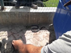 Sahile Yakın Bölgedeki Yılan Kurtarılıp Doğaya Bırakıldı