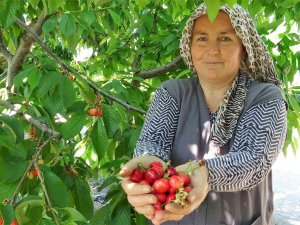 Tokat’ta Turfanda Kiraz Hasadı Başladı