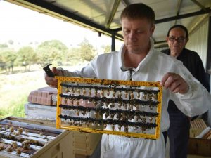 Büyükşehir’inin Ana Arıları Yeni Evlerine Uçtu