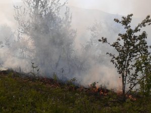 Sinop’ta Orman Yangını