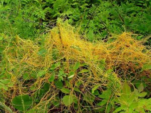 Müdür Görentaş’tan Çiftçilere Küsküt Yabancı Otu Uyarısı
