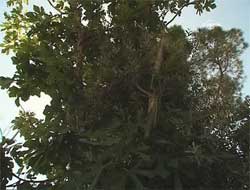 Rize'de talihsiz olay