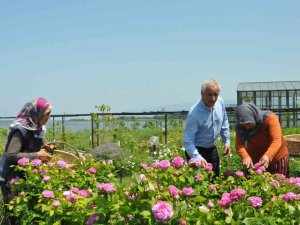 Altınova Belediyesi Tıbbi Aromatik Bitkiler Bahçesi’nde Hasat Zamanı