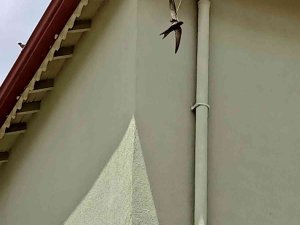 İ̇pte Asılı Kalan Ebabil Kurtarıldı