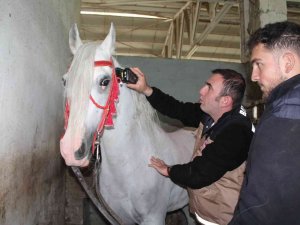 Cirit Müsabakaları Öncesi Atlara Ruam Testi Yapıldı