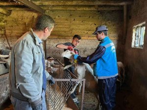 Şaphane’de Küçükbaş Hayvan Küpeleme Ve Aşılama Çalışmaları