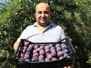 Siyah Erikte İlk Hasat