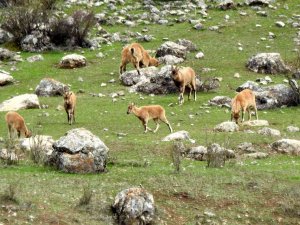 Munzur Dağlarına Yabani Hayvanlar Renk Katıyor