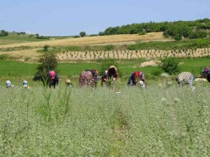 Osmaniye’de Üretilen Kekikler Filistin’e İhraç Ediliyor