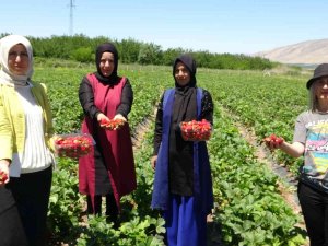 Malatya’da Çilek ’Kadın Elinde’ Yetişiyor