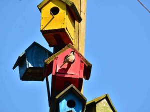 Telef Olan Hayvanlar Sanat Eserine Dönüşüyor