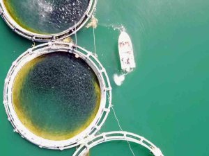 Bozkırın Ortasında Yozgat’ta Üretiliyor, Denizli’de İşlenip Uzak Doğu Ve Avrupa Ülkelerine İhraç Ediliyor