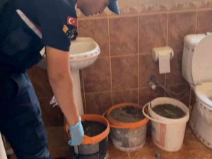 Banyoda Boya Kovalarında Kenevir Üretimine Jandarma Darbesi