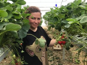 Mühendis Çift Mesleklerini Bırakıp Çilek Serası Kurdu