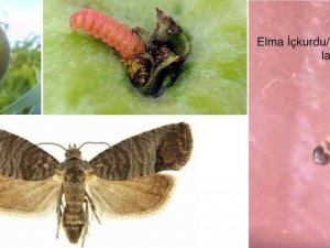 Elma İç Kurdu İçin İlaçlama Zamanı