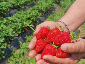 ’Çilek Köyü’nde İlk Hasat Başladı; 5 Ülkeye İhraç Edilecek