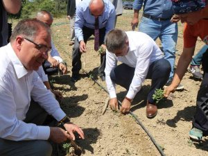 Karabük’ün Yerli Domatesi Maniyenin Fideleri Toprakla Buluştu