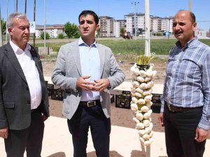 Sarımsak Ve Firik Üreticileri Altın İçin Yarıştı