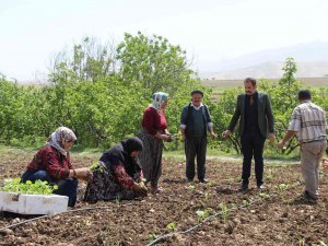 Şırnak’ta Atıl Durumdaki Araziler Üretimle Değerleniyor