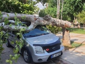 Ağaç Park Halindeki Aracın Üzerine Devrildi