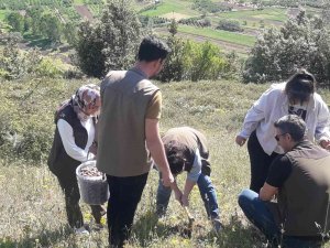 Nesli Tehlikede Olan Salep Soğanı Toplayıcılarına Büyük Ceza