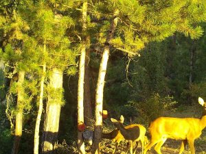 Vahşi Yaşamın Sırları Fotokapana Yakalandı