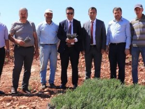 Halfeti Dağları Lavanta Kokacak