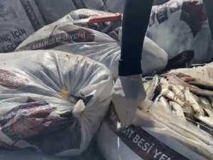 Muradiye’de 2.5 Tok Kaçak Avlanmış İnci Kefali Ele Geçirildi