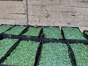 Tunceli’de Vatandaşlara 65 Bin Adet Sebze Fidesi Dağıtıldı